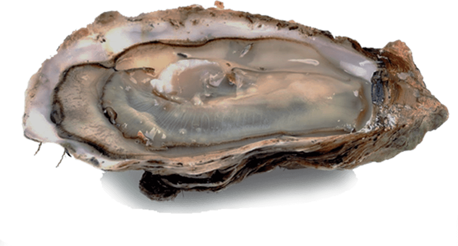 picture of oyster